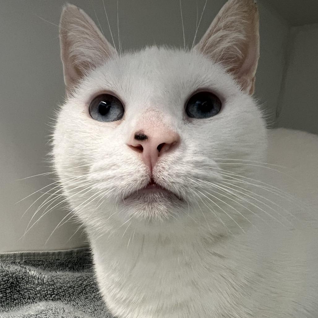 Aspen, a Adoptable Domestic Short Hair in Philadelphia, PA image 4/4