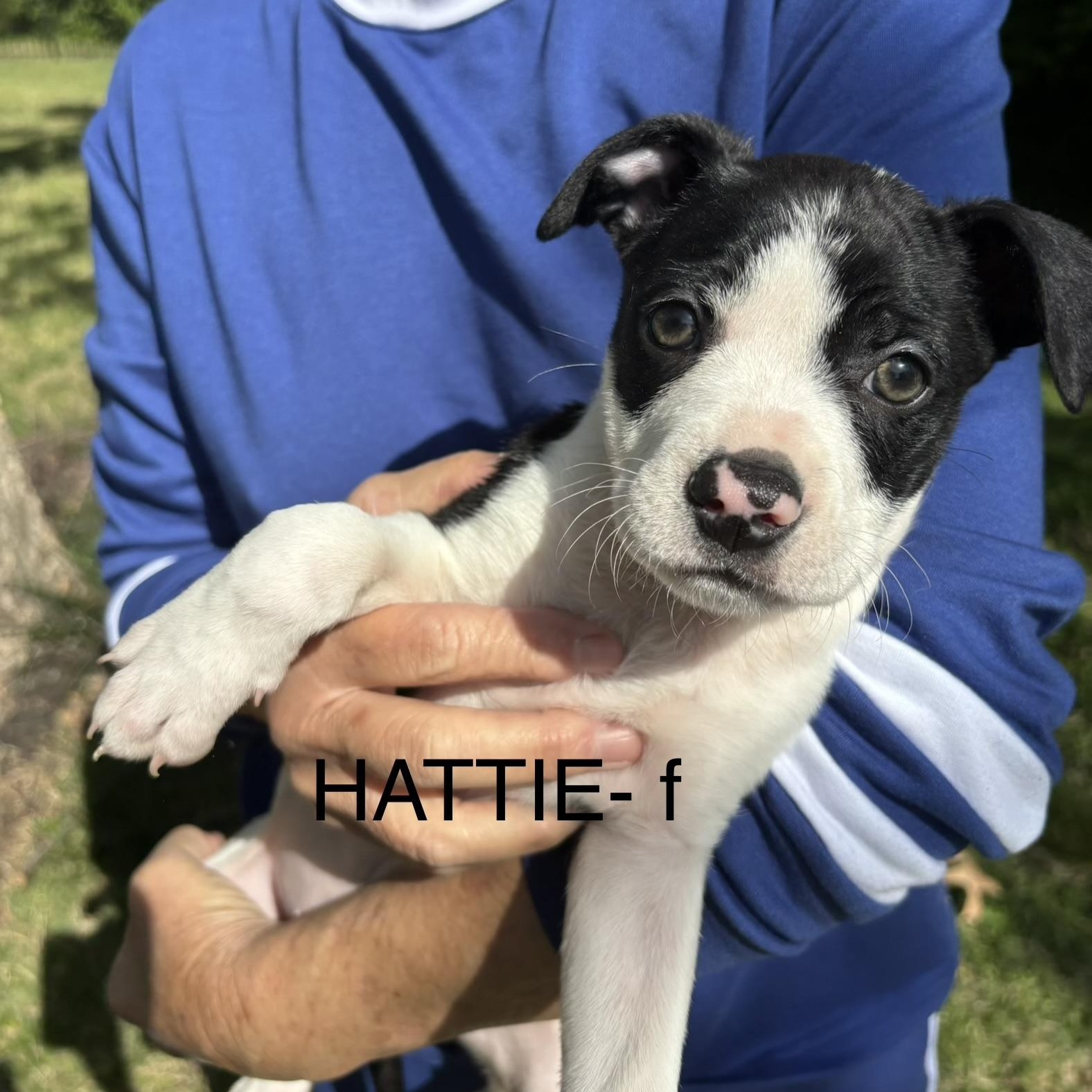 Enlarge Hattie, an adopted mixed breed in Brentwood, TN image 1/1