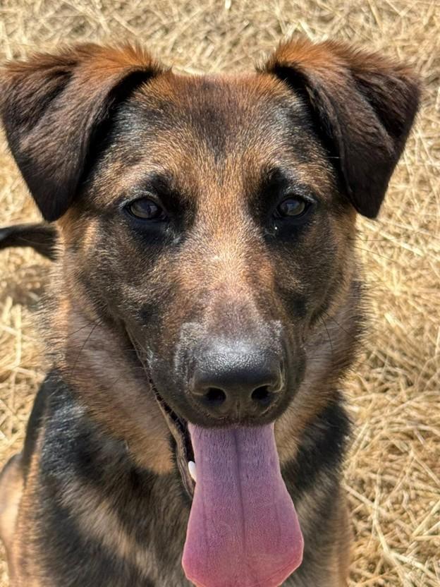 Enlarge Sugar (ID 50651/829), a ADOPTABLE mixed breed in Manassas, VA image 6/6