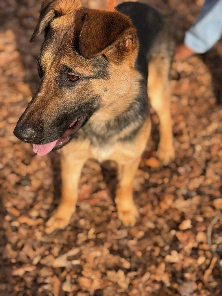 Enlarge Sugar (ID 50651/829), a ADOPTABLE mixed breed in Manassas, VA image 5/6