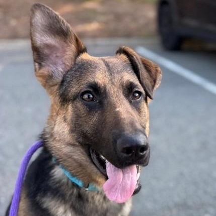 Enlarge Sugar (ID 50651/829), a ADOPTABLE mixed breed in Manassas, VA image 1/6