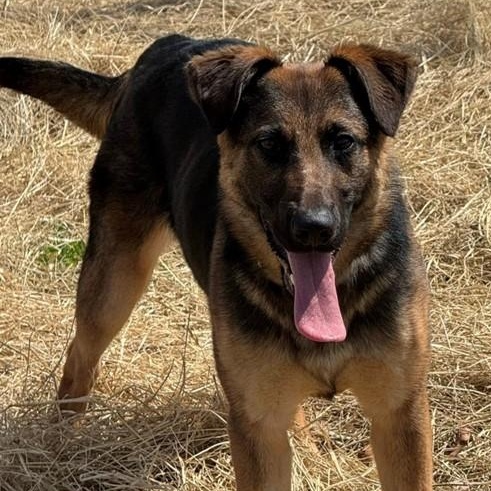 Enlarge Sugar (ID 50651/829), a ADOPTABLE mixed breed in Manassas, VA image 2/6