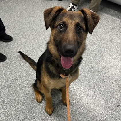 Enlarge Sugar (ID 50651/829), a ADOPTABLE mixed breed in Manassas, VA image 4/6