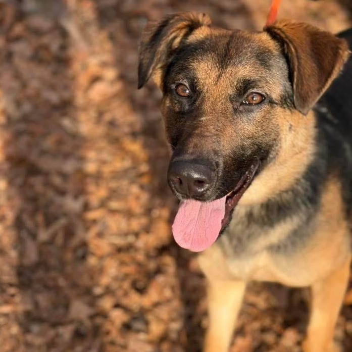 Enlarge Sugar (ID 50651/829), a ADOPTABLE mixed breed in Manassas, VA image 3/6