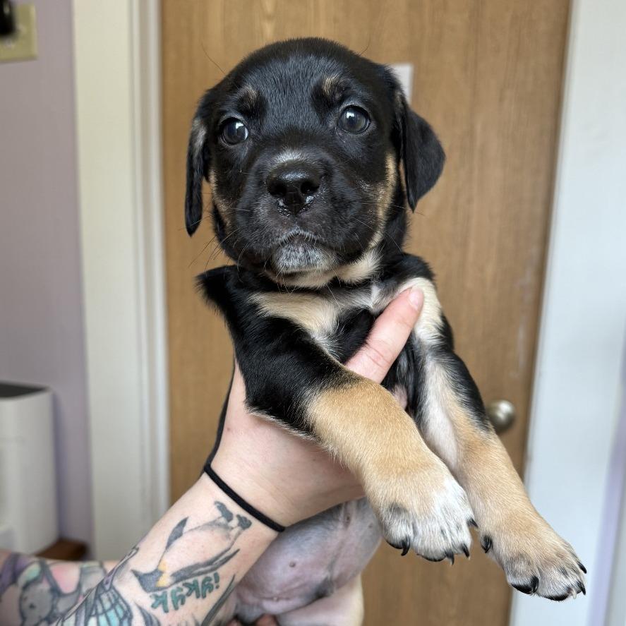 Enlarge Loud, a Adoptable mixed breed in Madison, WI image 1/1