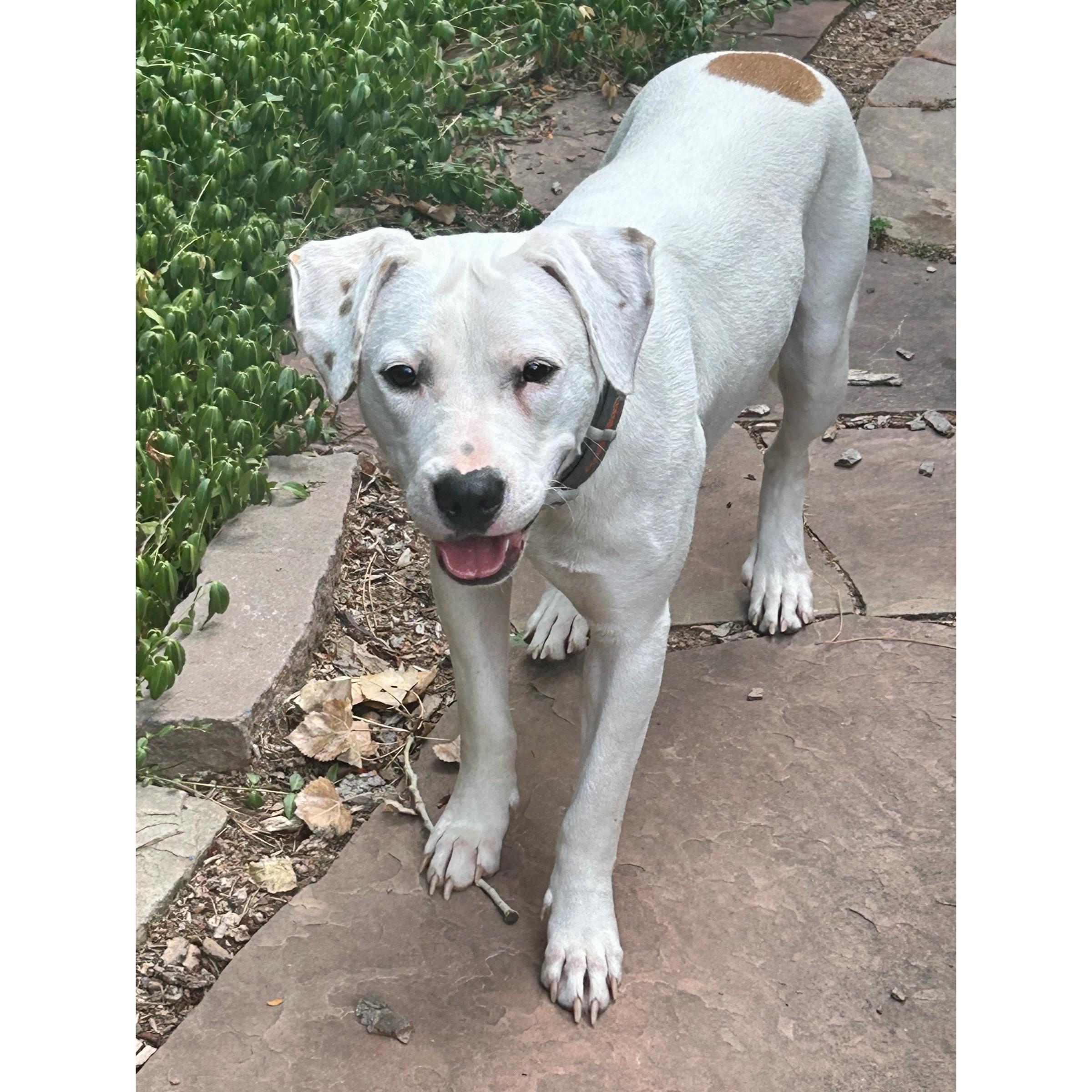 Parker, a ADOPTABLE mixed breed in Boulder, CO image 3/6