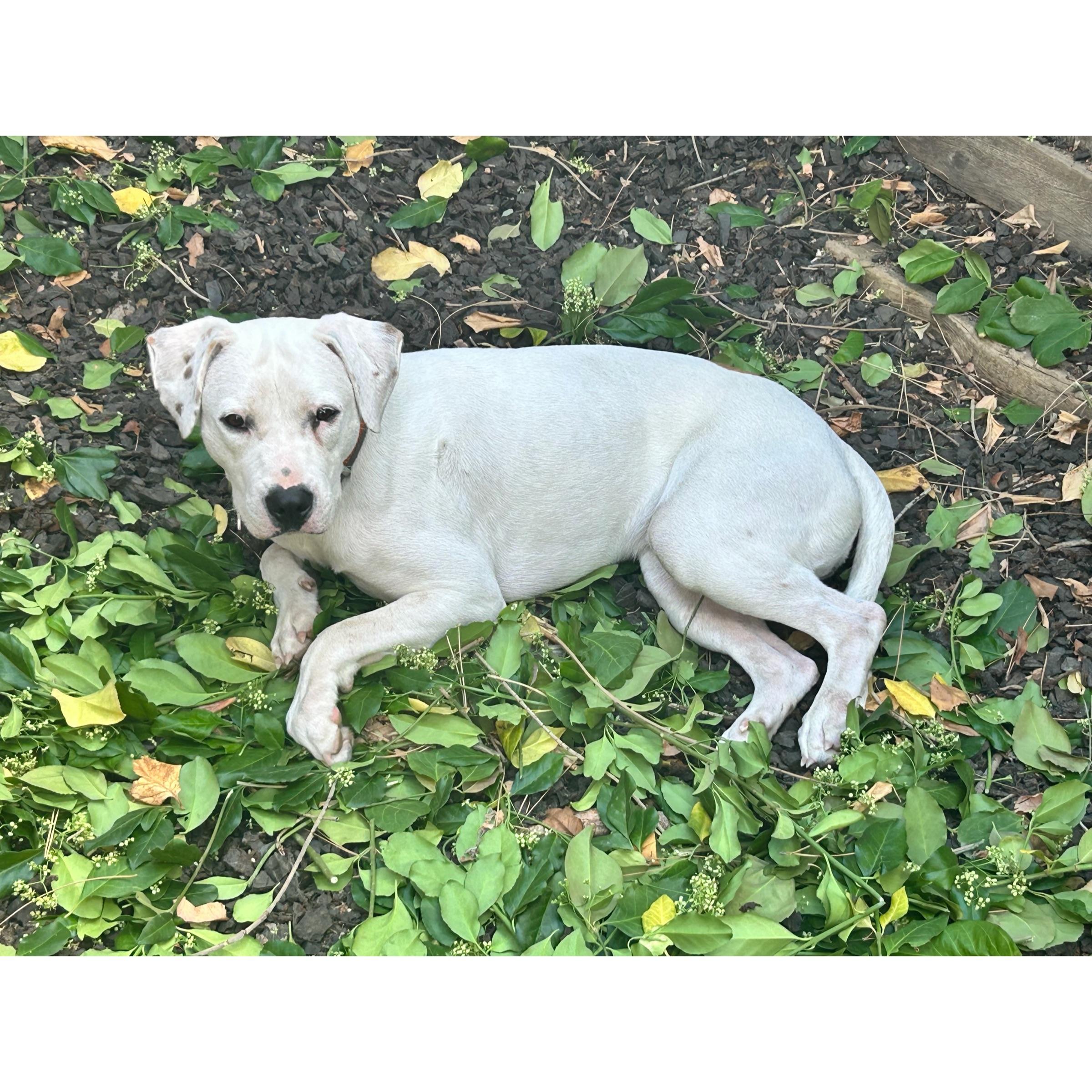 Parker, a ADOPTABLE mixed breed in Boulder, CO image 4/6