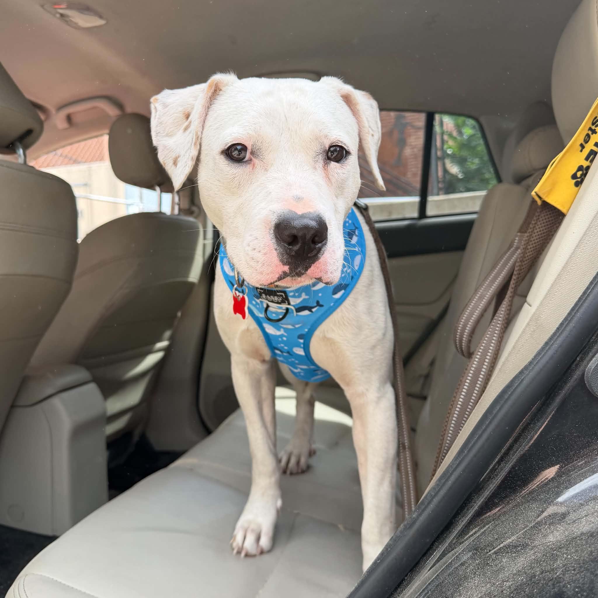 Parker, a ADOPTABLE mixed breed in Boulder, CO image 6/6