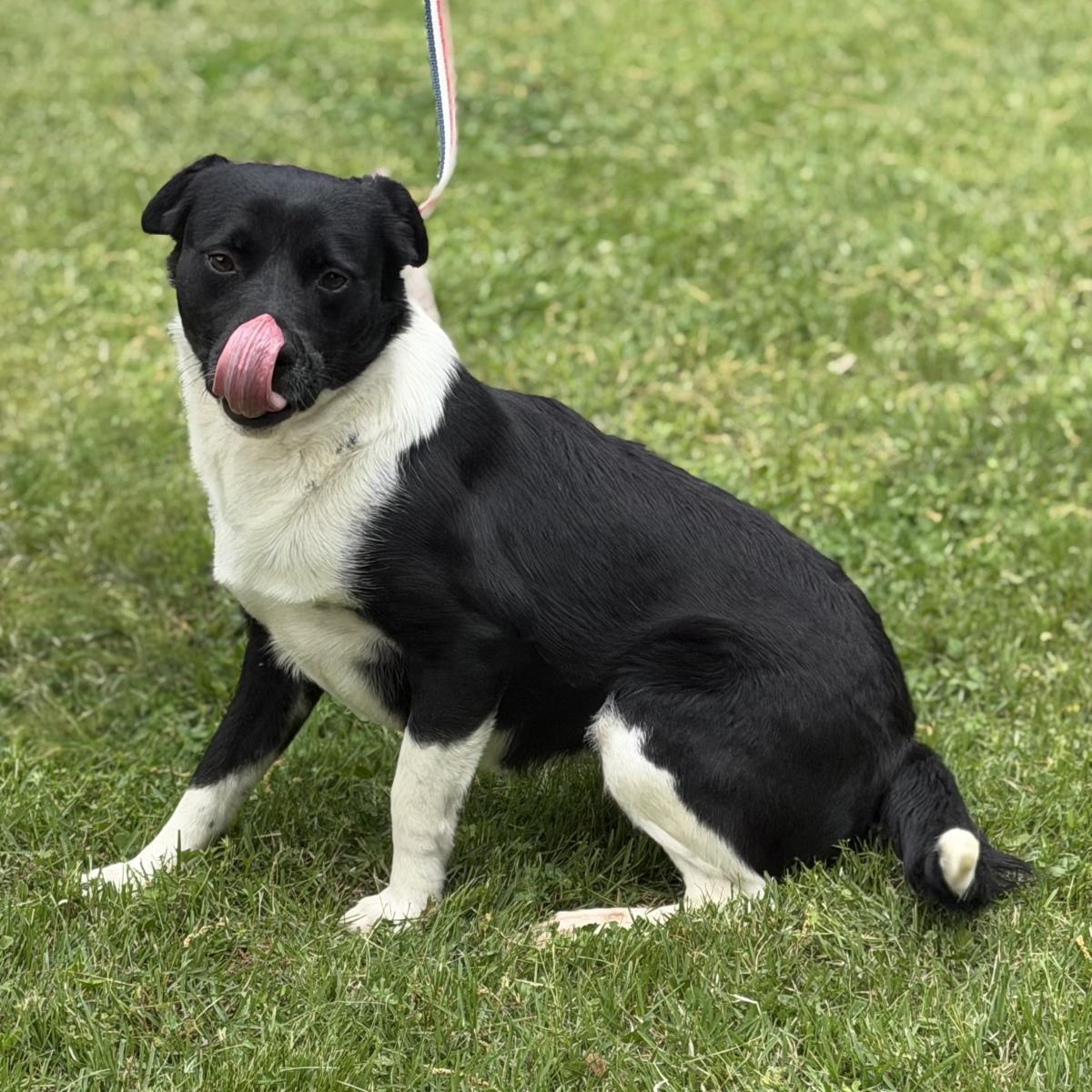Ballena, Adoptable, Young Female Labrador Retriever & Terrier.