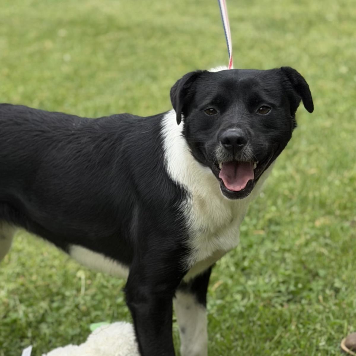 Enlarge Ballena, a Adoptable mixed breed in Locust Fork, AL image 2/3