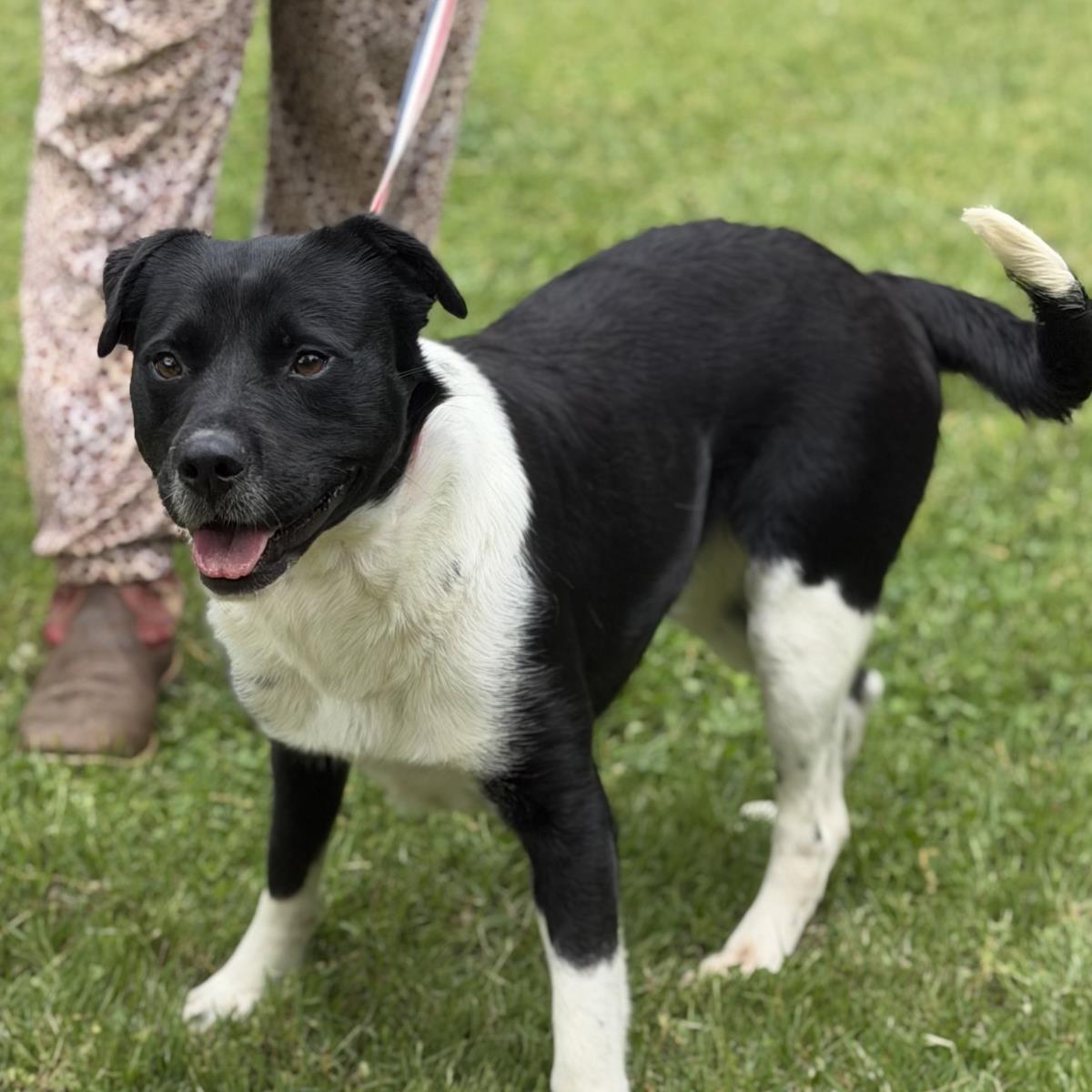 Enlarge Ballena, a Adoptable mixed breed in Locust Fork, AL image 3/3