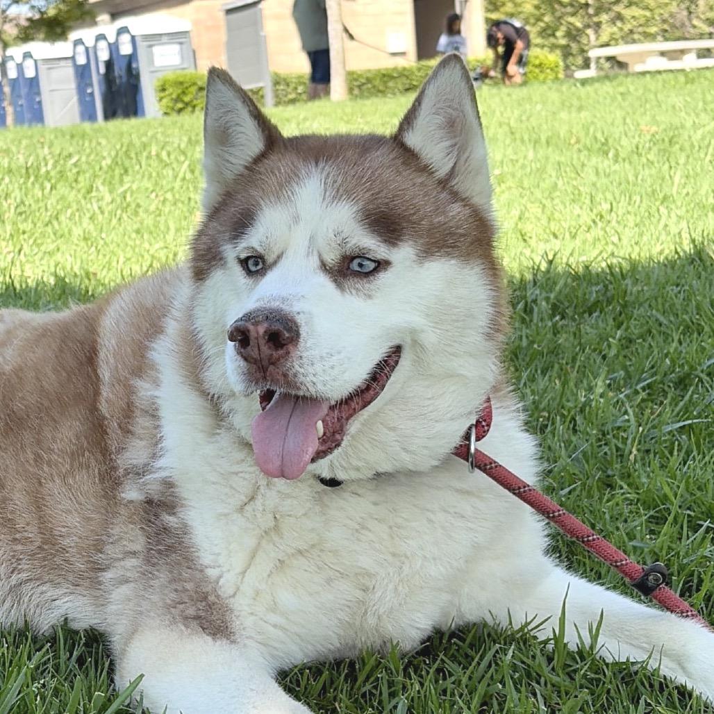 Apollo (C000-753) - Chino Hills Location, a Adoptable Husky in Chino Hills, CA image 1/5