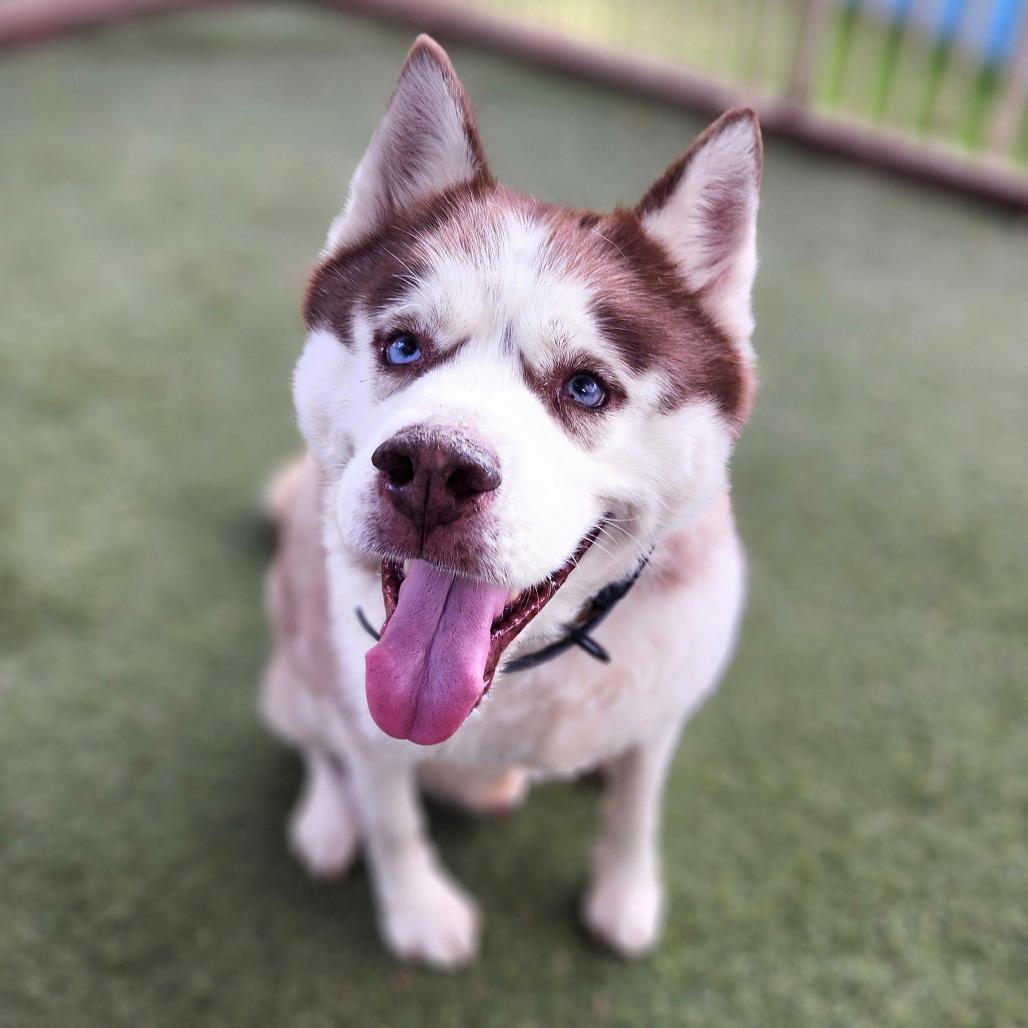 Enlarge Apollo (C000-753) - Chino Hills Location, a Adoptable Husky in Chino Hills, CA image 1/6