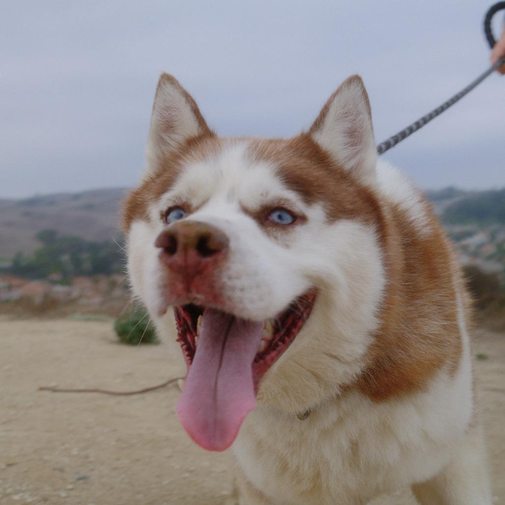 Enlarge Apollo (C000-753) - Chino Hills Location, a Adoptable Husky in Chino Hills, CA image 2/6