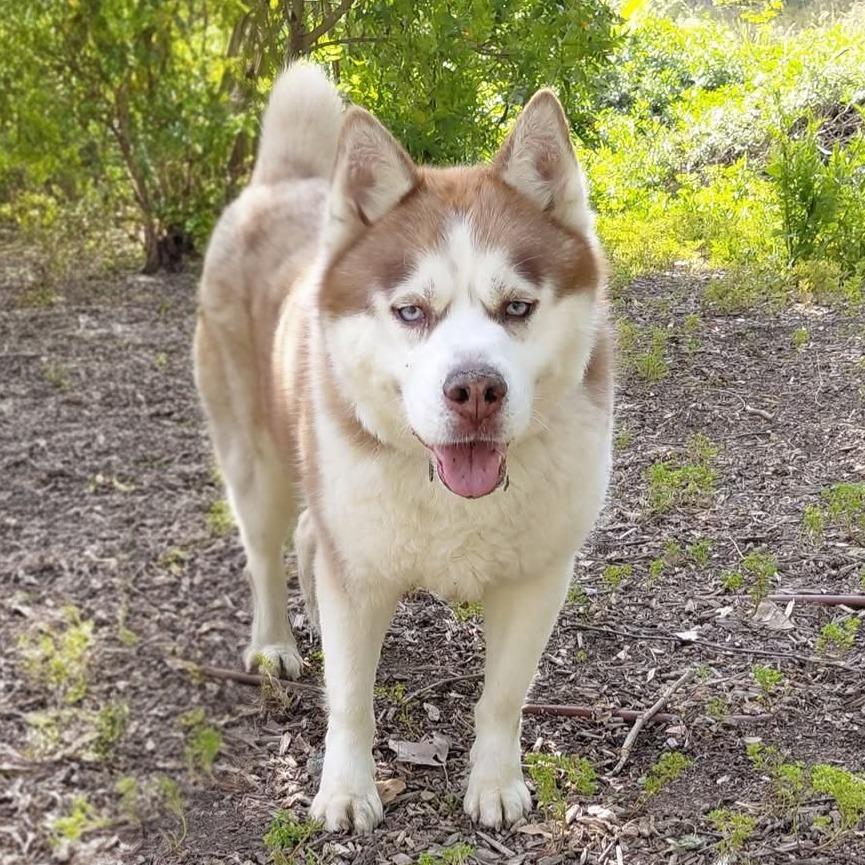 Apollo (C000-753) - Chino Hills Location, a Adoptable Husky in Chino Hills, CA image 3/6