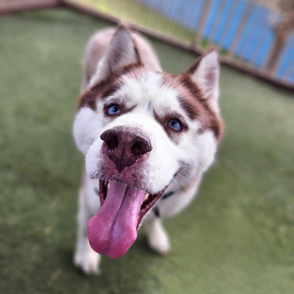 Enlarge Apollo (C000-753) - Chino Hills Location, a Adoptable Husky in Chino Hills, CA image 4/6