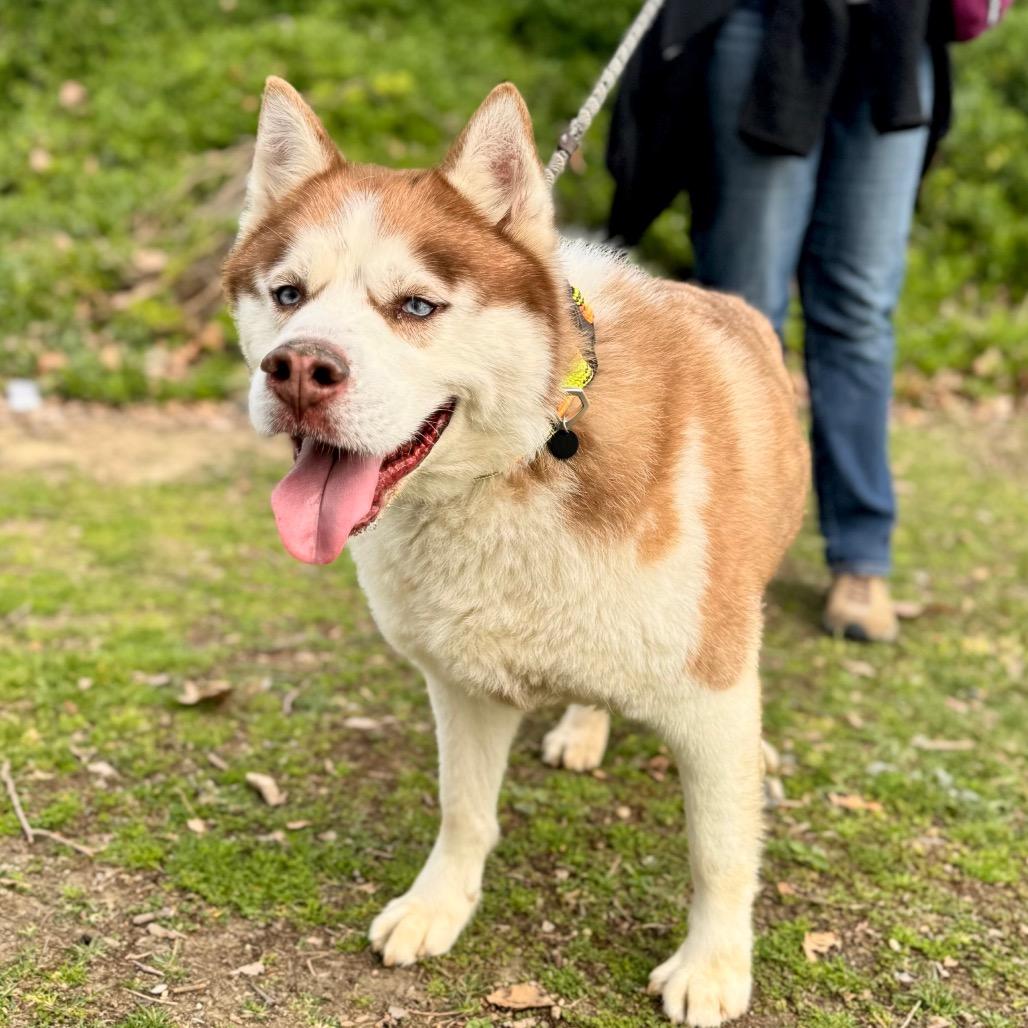 Enlarge Apollo (C000-753) - Chino Hills Location, a Adoptable Husky in Chino Hills, CA image 5/6
