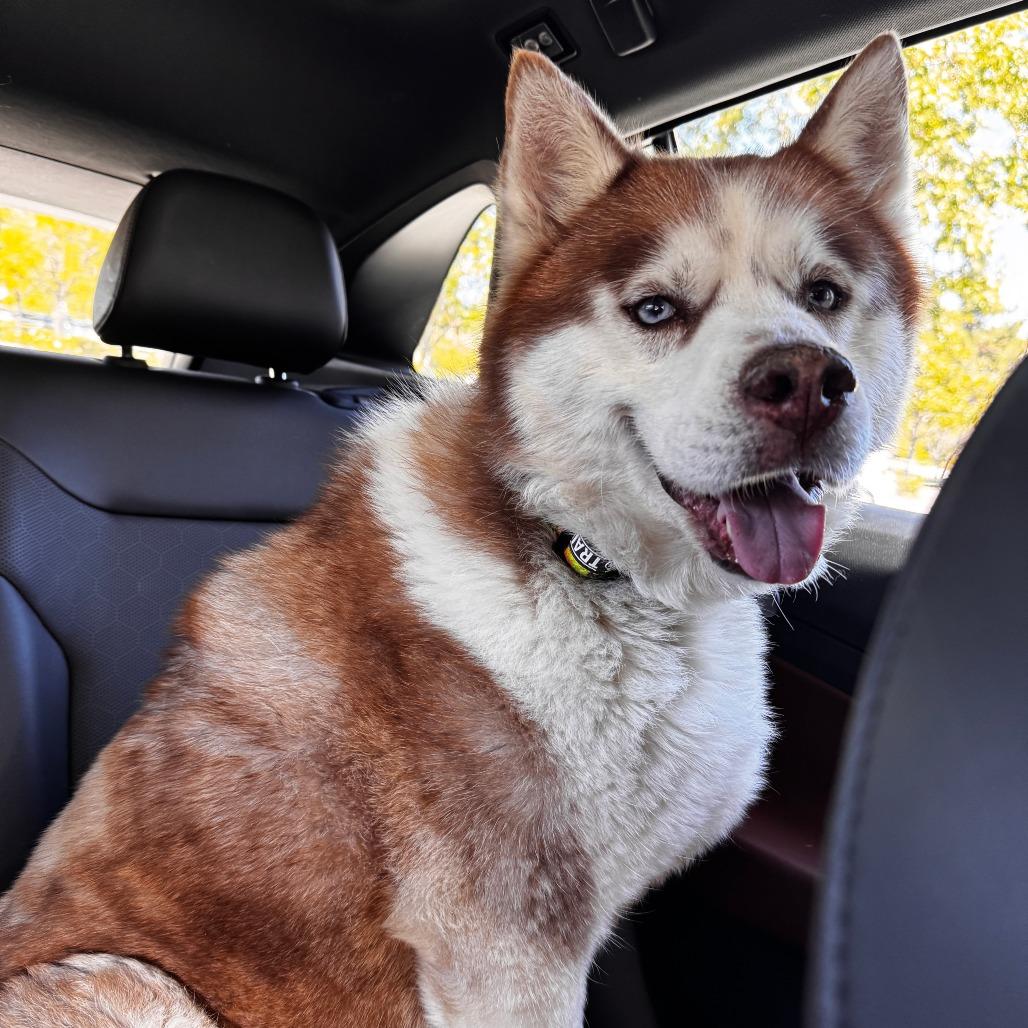 Enlarge Apollo (C000-753) - Chino Hills Location, a Adoptable Husky in Chino Hills, CA image 5/6