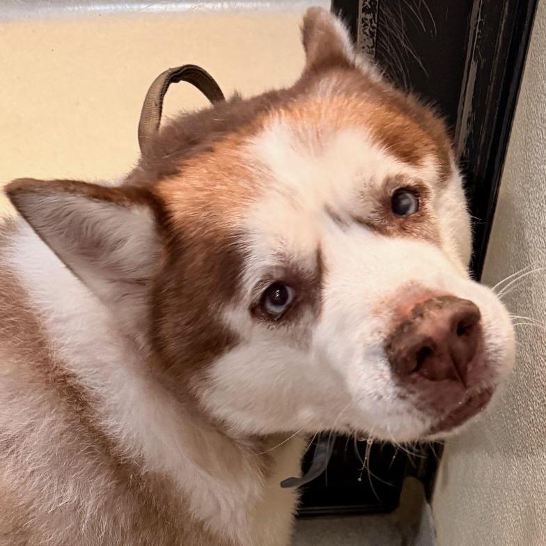 Enlarge Apollo (C000-753) - Chino Hills Location, a Adoptable Husky in Chino Hills, CA image 6/6