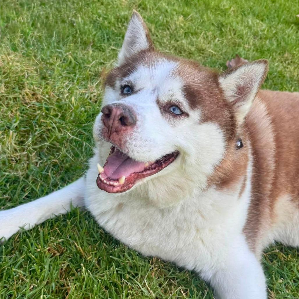 Enlarge Apollo (C000-753) - Chino Hills Location, a Adoptable Husky in Chino Hills, CA image 5/6