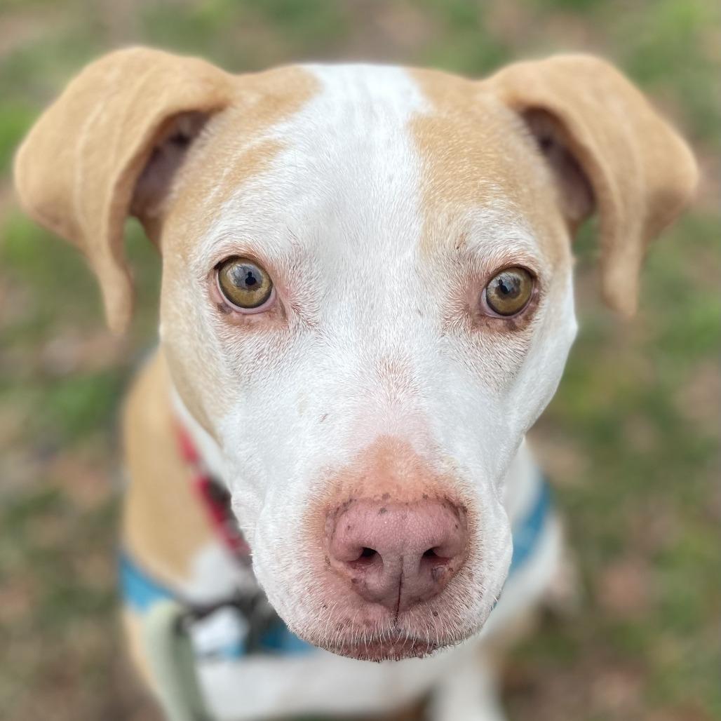 Vlada FKA Aida, a Adoptable mixed breed in Falls Church, VA image 1/6