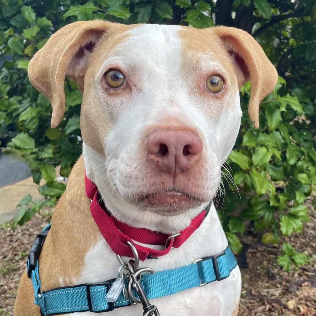 Vlada FKA Aida, a Adoptable mixed breed in Falls Church, VA image 4/6