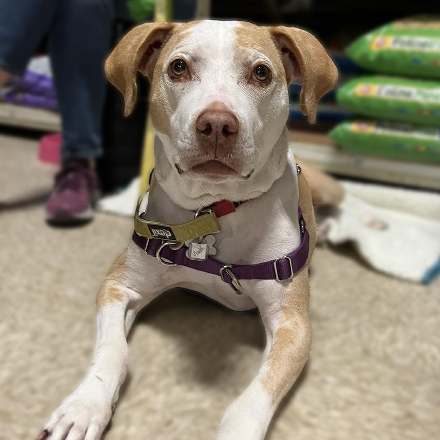 Vlada FKA Aida, a Adoptable mixed breed in Falls Church, VA image 5/6