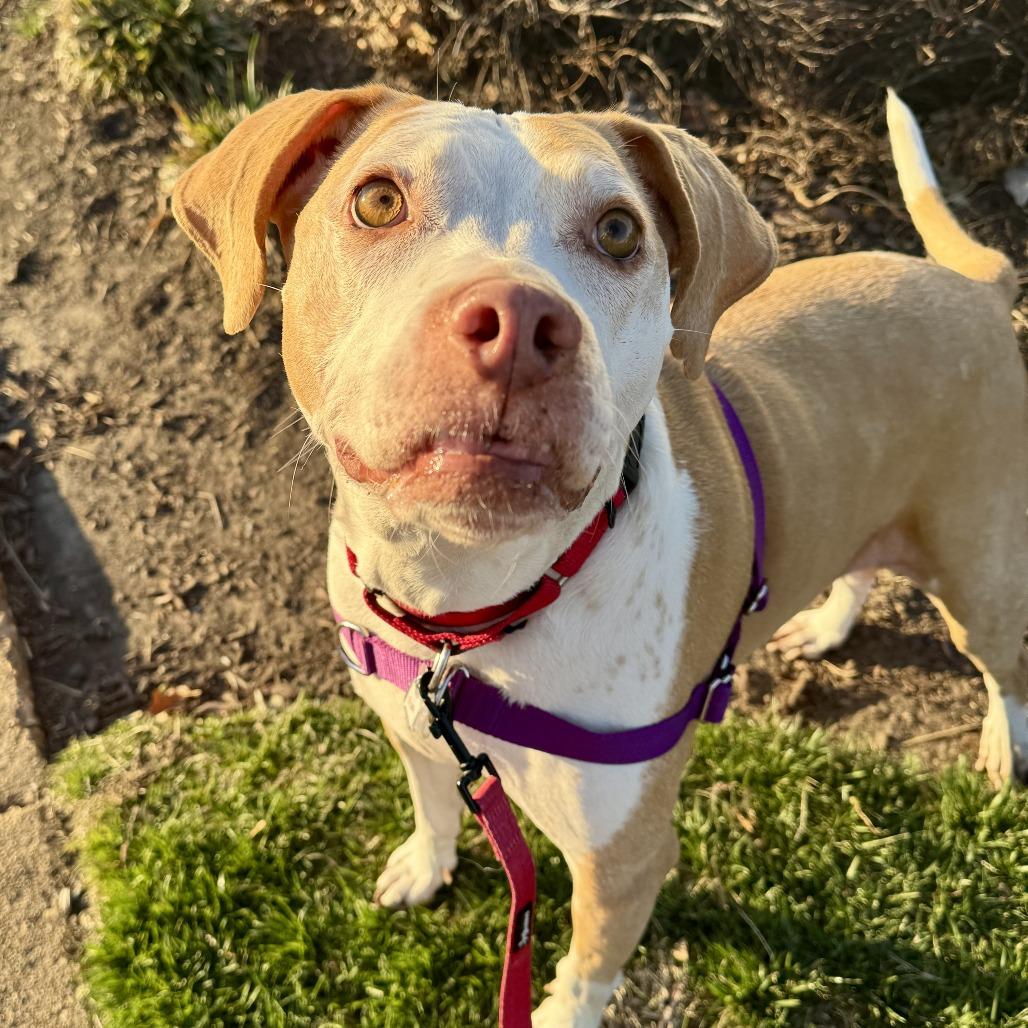 Vlada FKA Aida, a Adoptable mixed breed in Falls Church, VA image 6/6