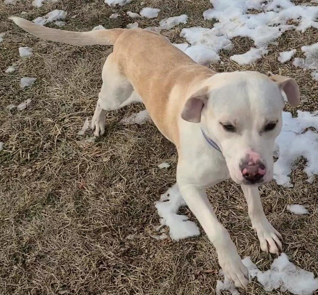 Enlarge Dinoco, a ADOPTABLE mixed breed in Elizabeth, IL image 2/2