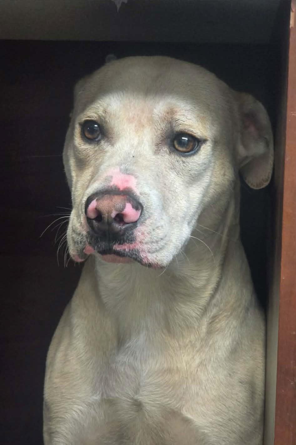 Enlarge Dinoco, a ADOPTABLE mixed breed in Elizabeth, IL image 1/2