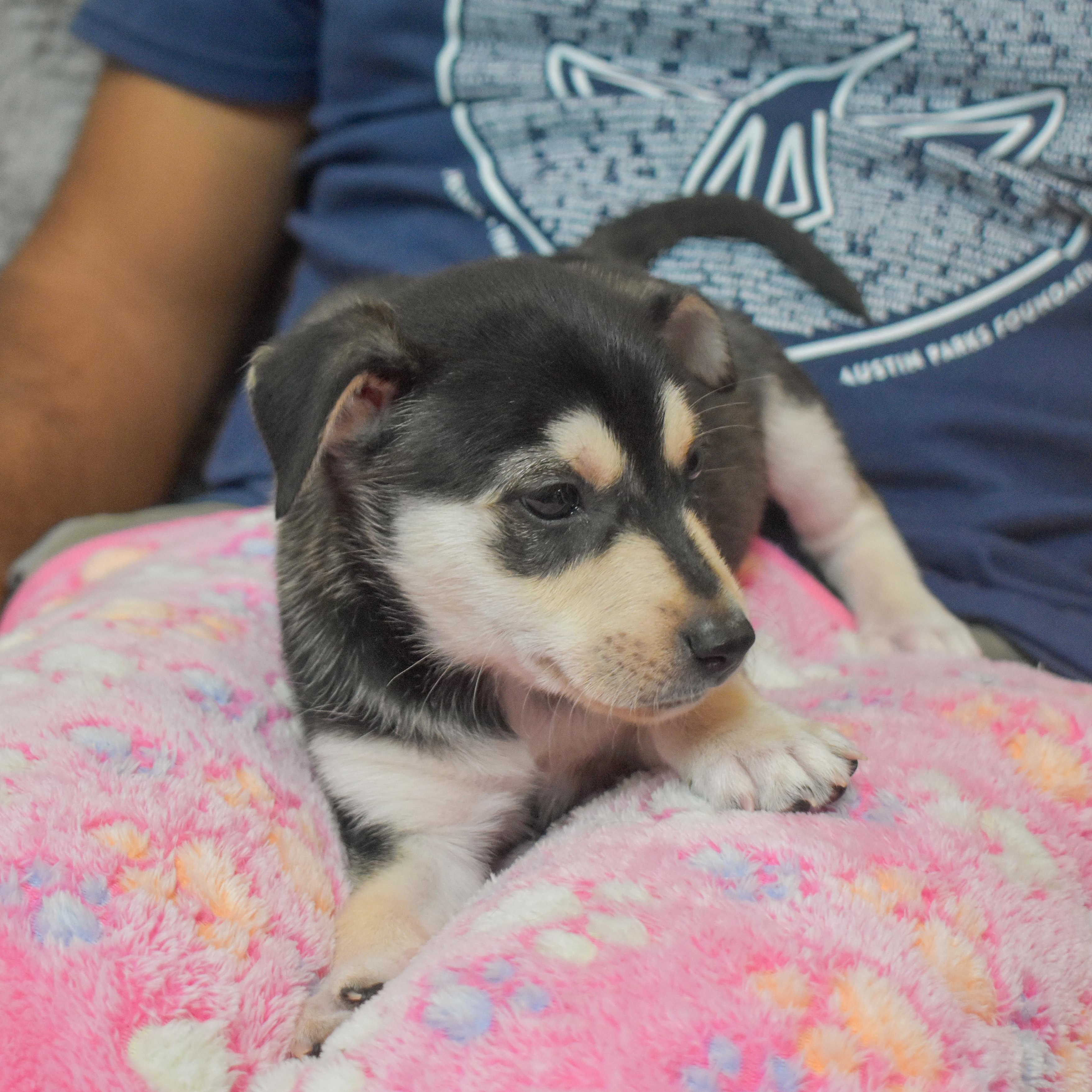 Buzz — thumbnail 2