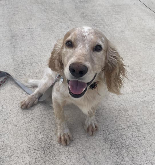 Scout (ADOPTION PENDING), Adoptable, Adult Male Retriever & Setter.