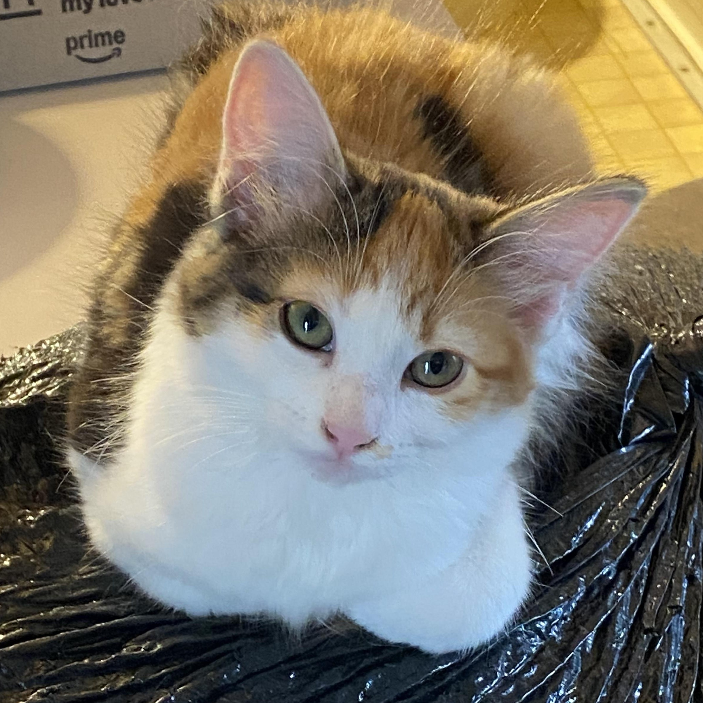 Enlarge Mona, a Adopted Domestic Short Hair in Marina, CA image 1/1