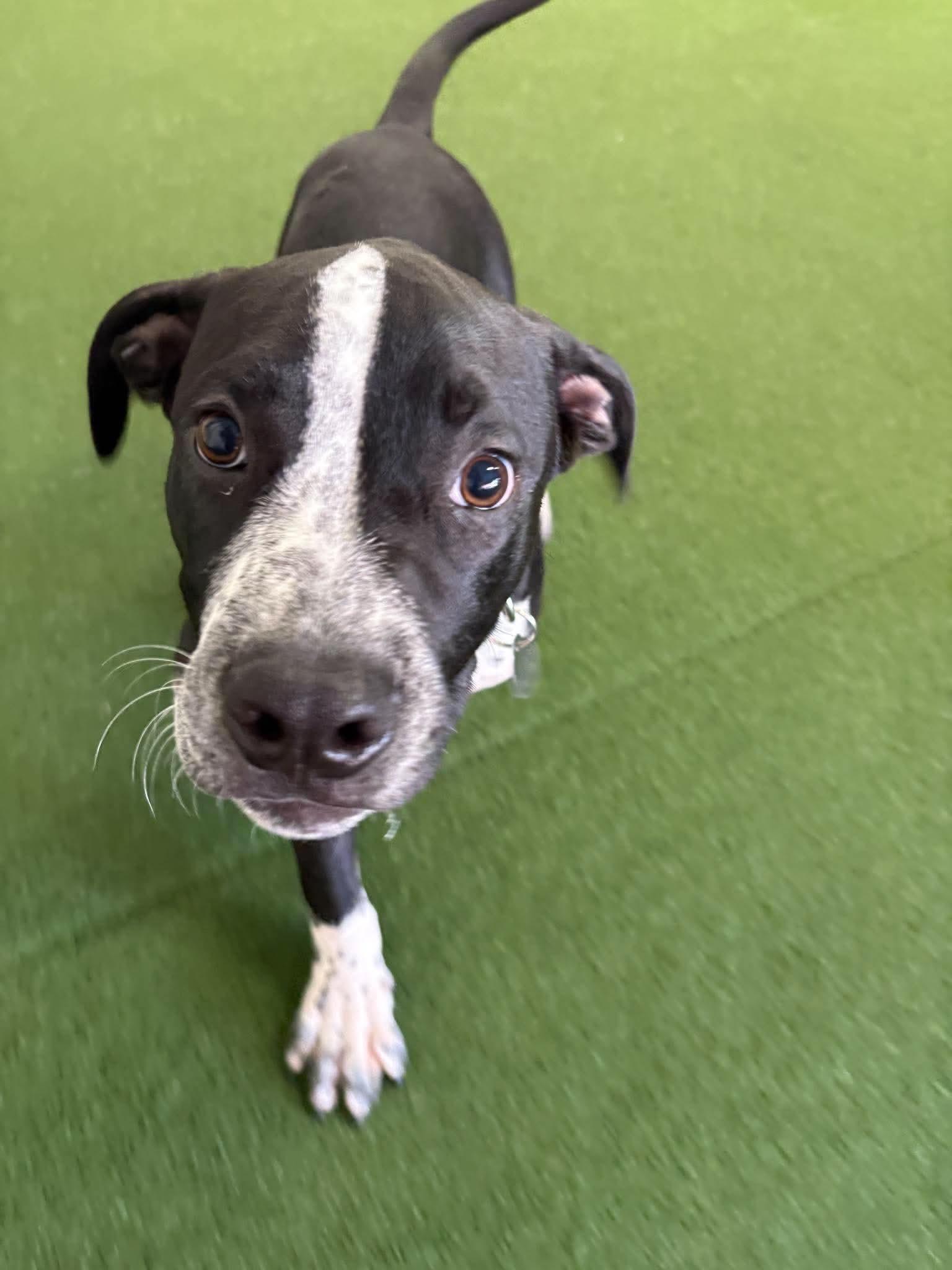 Raider, ADOPTABLE, Puppy Male Mixed Breed.