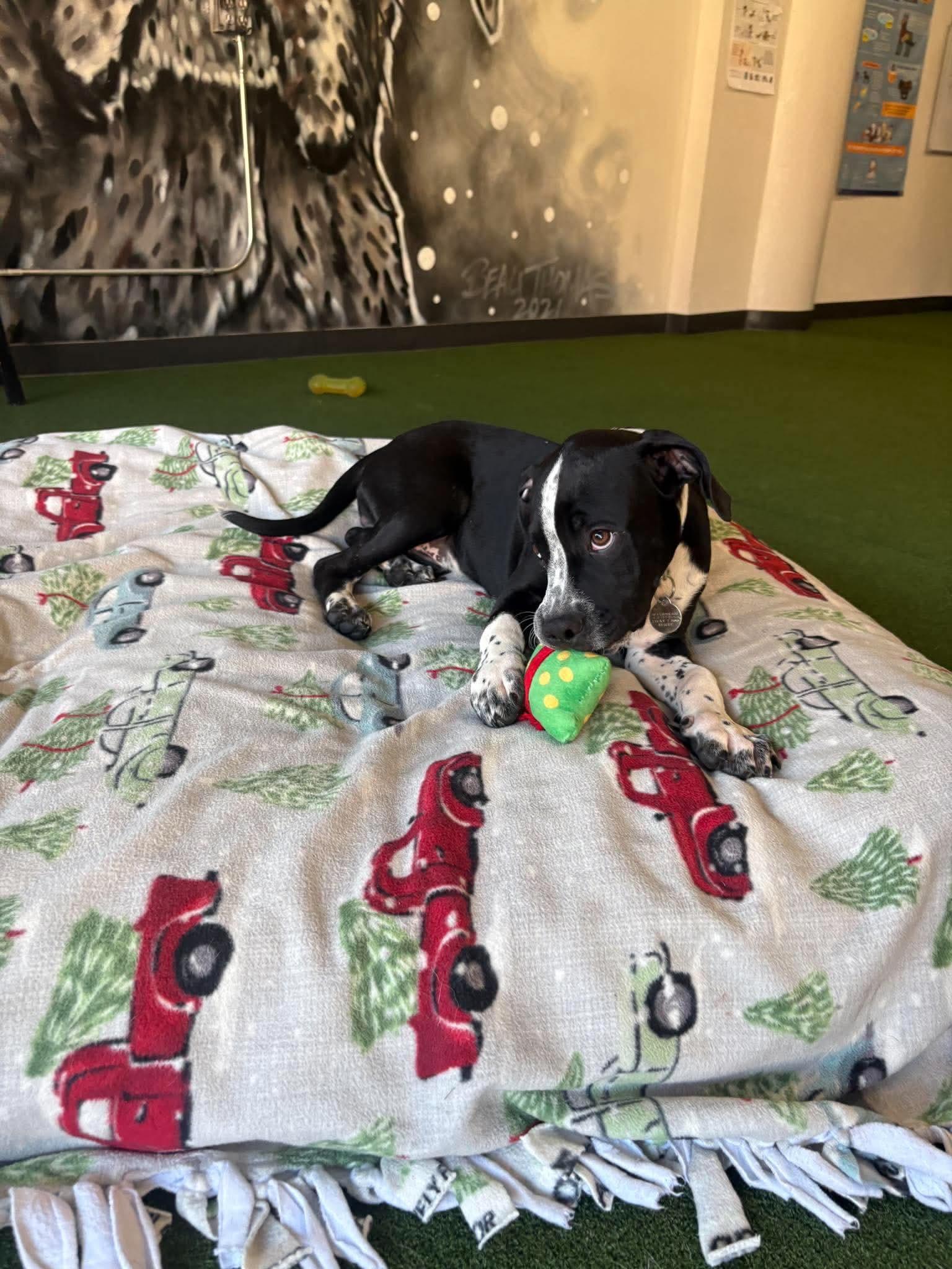 Enlarge Raider, a ADOPTABLE Mixed Breed in De Pere, WI image 3/4