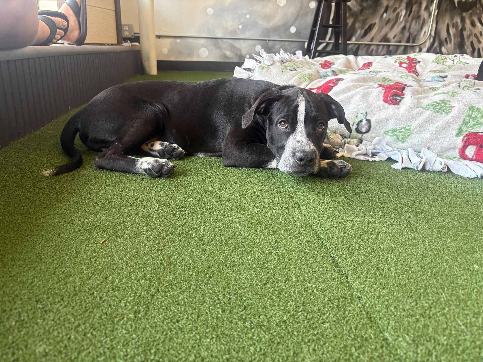 Enlarge Raider, a ADOPTABLE Mixed Breed in De Pere, WI image 2/4