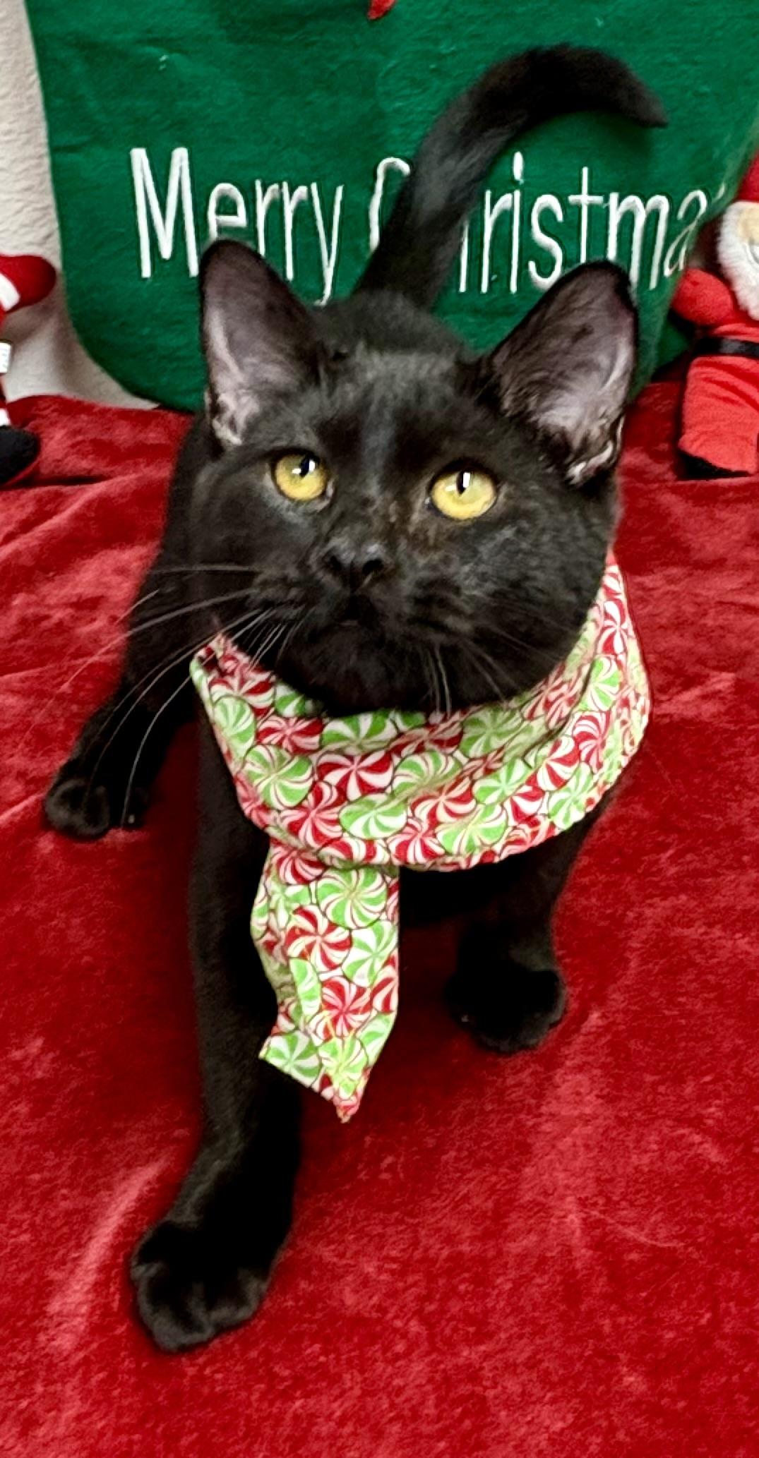 Pepper, an adopted mixed breed in Charles City, IA image 1/4