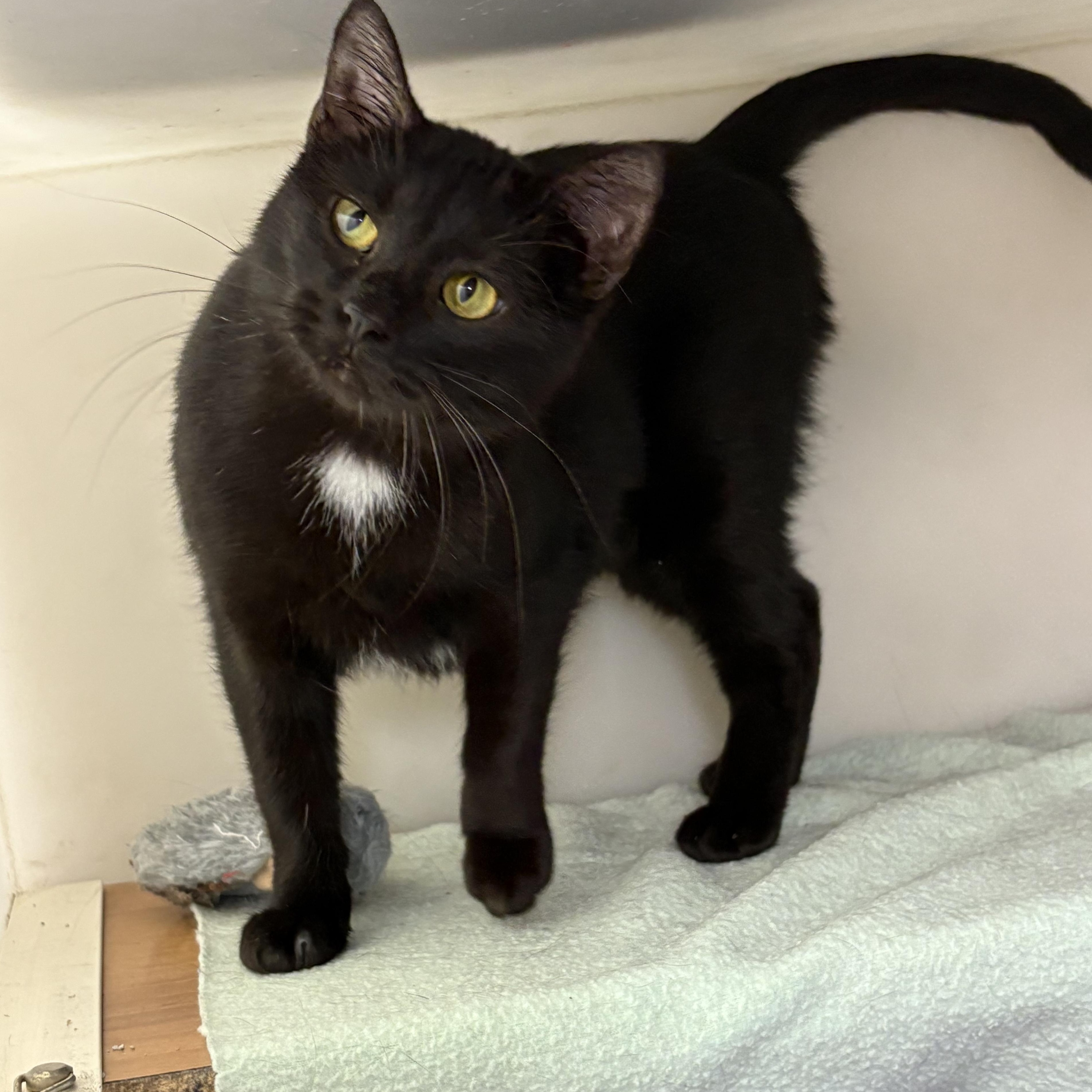 Pepper, a Adoptable mixed breed in Charles City, IA image 4/4