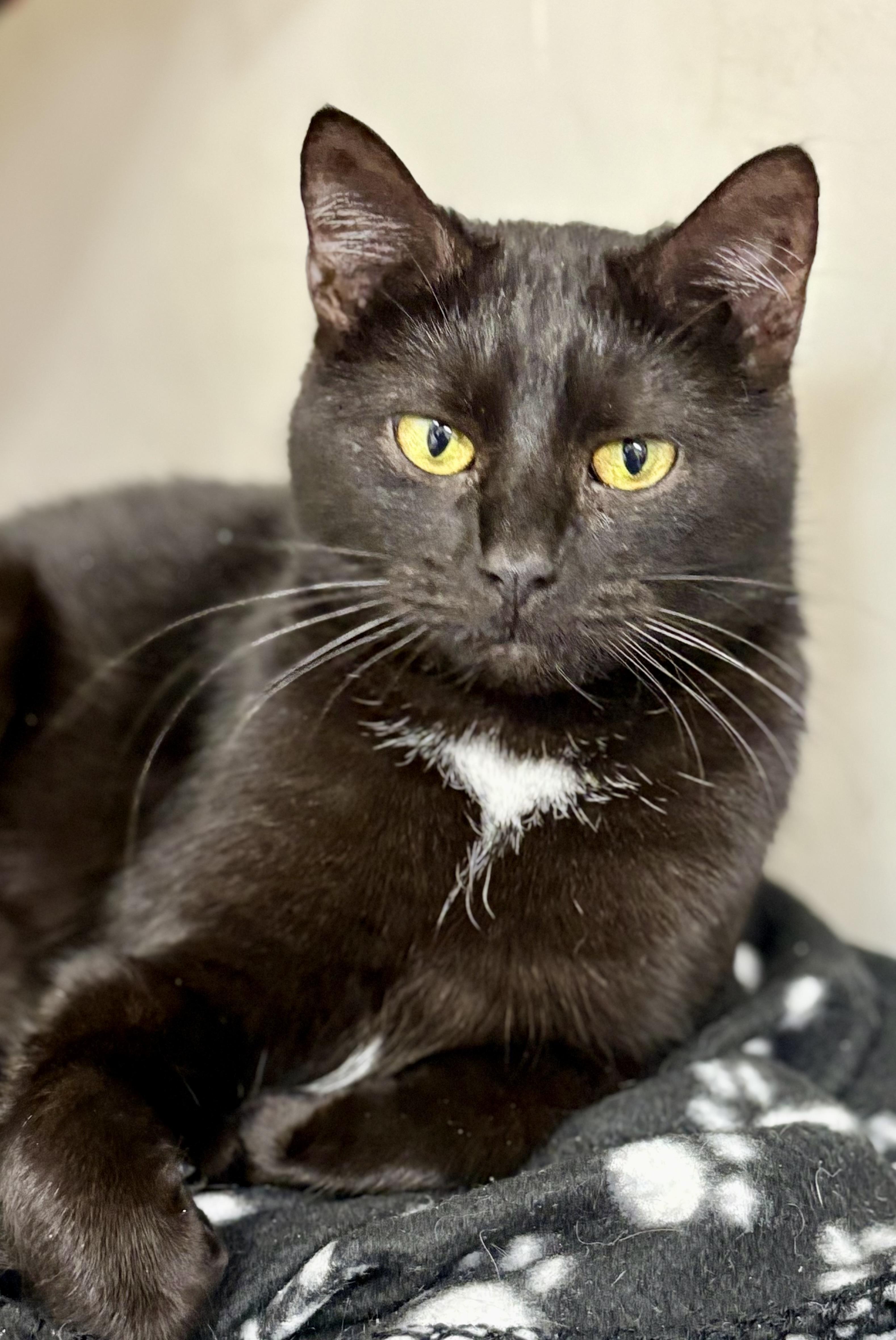 Pepper, an adopted mixed breed in Charles City, IA image 4/4