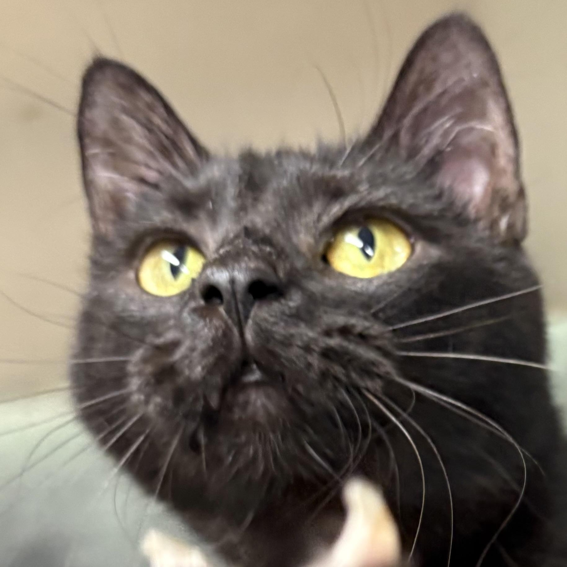 Pepper, Adoptable, Adult Female Domestic Short Hair.