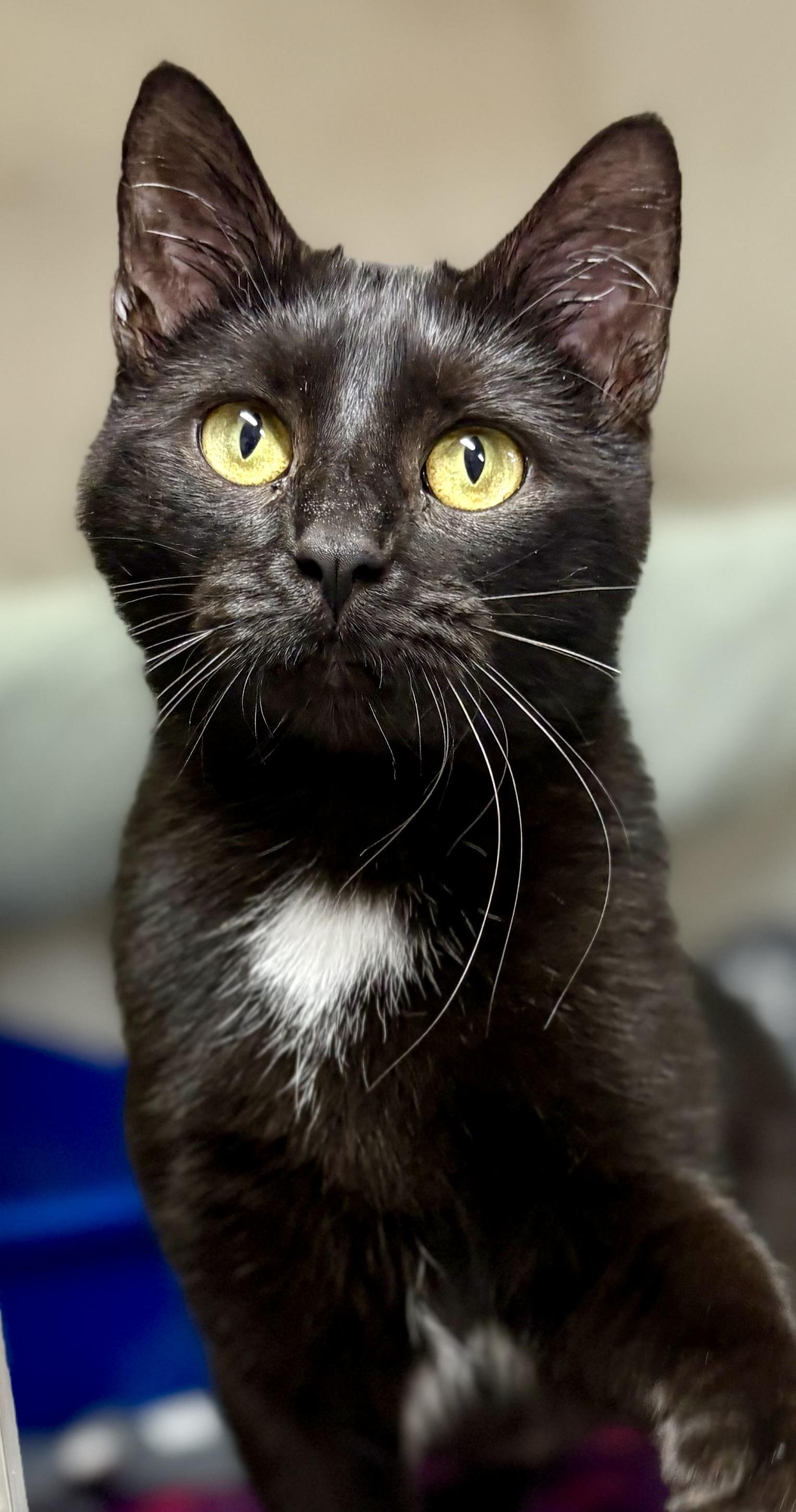 Pepper, a Adoptable mixed breed in Charles City, IA image 3/4