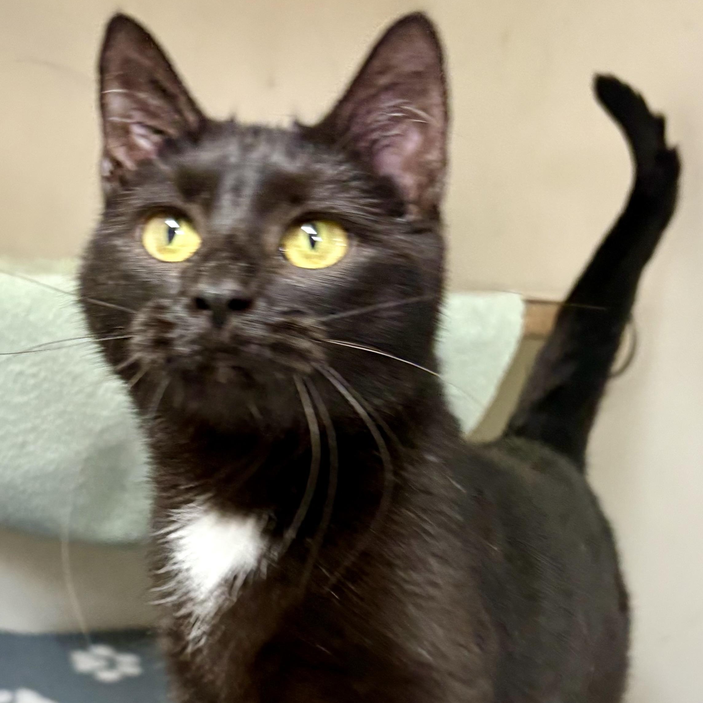 Pepper, a Adoptable mixed breed in Charles City, IA image 1/4