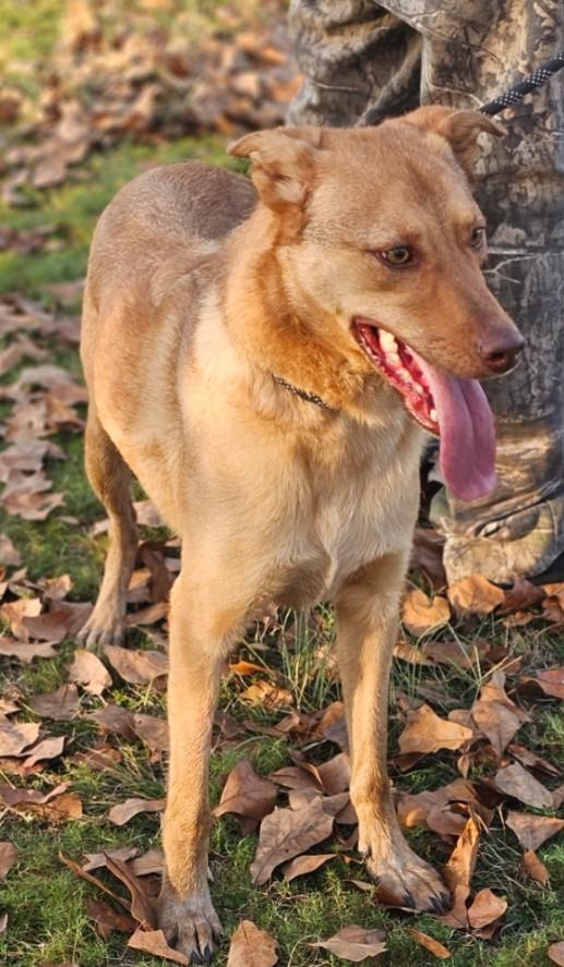Carson, a Adoptable mixed breed in Enfield , CT image 4/4