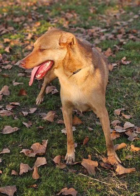 Carson, Adoptable, Adult Male Shepherd & Labrador Retriever.