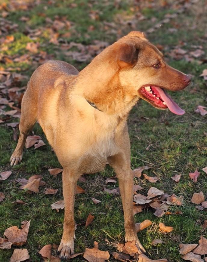 Carson, a Adoptable mixed breed in Enfield , CT image 2/4