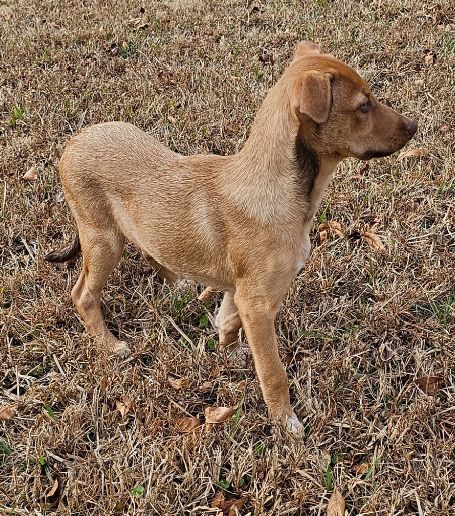 Carson, Adoptable, Young Male Shepherd & Labrador Retriever.