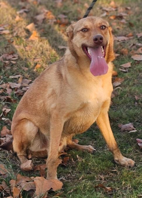 Carson, a Adoptable mixed breed in Enfield , CT image 3/4