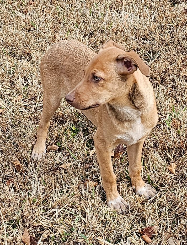 Carson, a Adoptable mixed breed in Williston, VT image 2/3