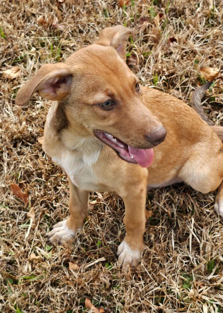 Carson, a Adoptable mixed breed in Williston, VT image 3/3