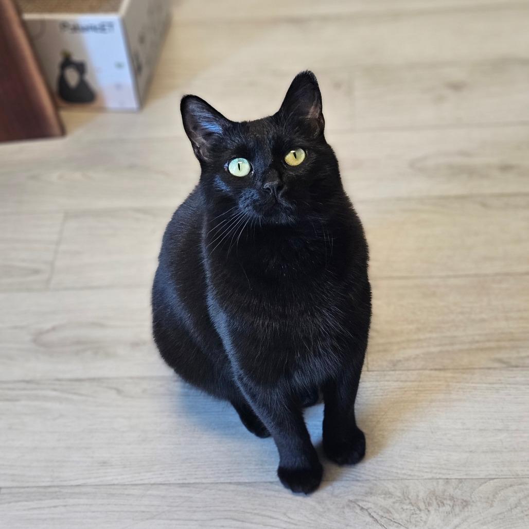 Enlarge Teddi, a Adoptable Domestic Short Hair in Bismarck, ND image 1/5